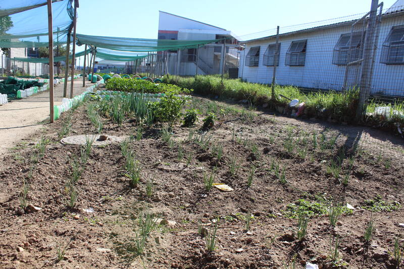 Members tending vegetable beds at the Du Noon urban garden